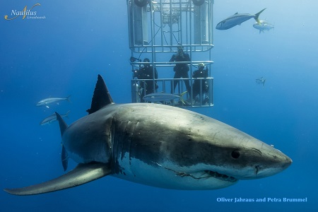 Guadalupe Cage Shark Diving