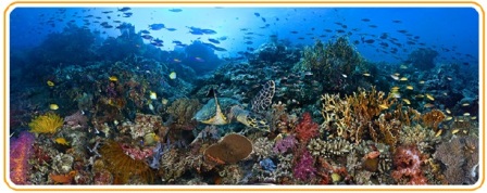 Tubbataha Reefscape