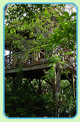 Belize Treehouse